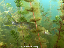 Small Pike between the vegetation. by John De Jong 